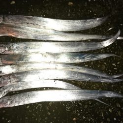 引き釣りでタチウオ